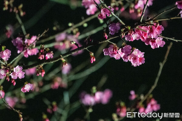 ▲▼  （2/14過年留稿）滬尾休閒農業區推出賞櫻、香草療癒體驗  。（圖／新北市政府農業局提供）