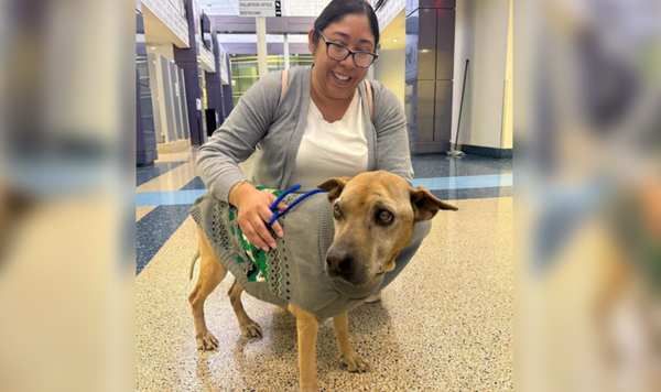 失蹤10年以為被撞死　警路邊救起15歲汪「靠晶片」重回主人身邊。（圖／翻攝自Miami-Dade Animal Services）