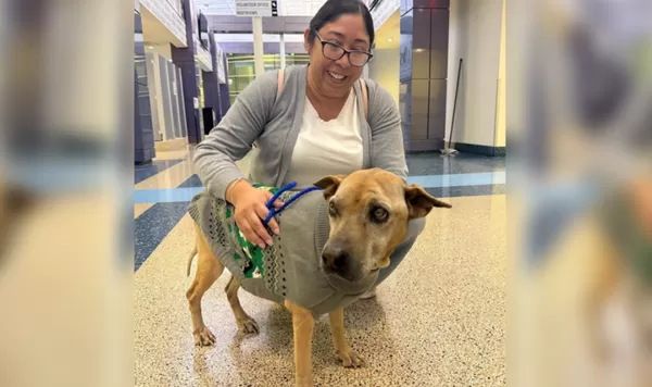 失蹤10年以為被撞死　警路邊救起15歲汪「靠晶片」重回主人身邊。（圖／翻攝自Miami-Dade Animal Services）