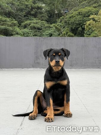 羅威納犬杉納。（圖／Threads@a82956475提供）