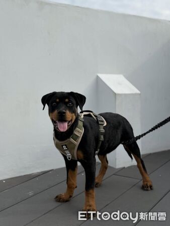 羅威納犬杉納。（圖／Threads@a82956475提供）