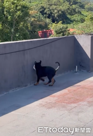 羅威納犬杉納。（圖／Threads@a82956475提供）