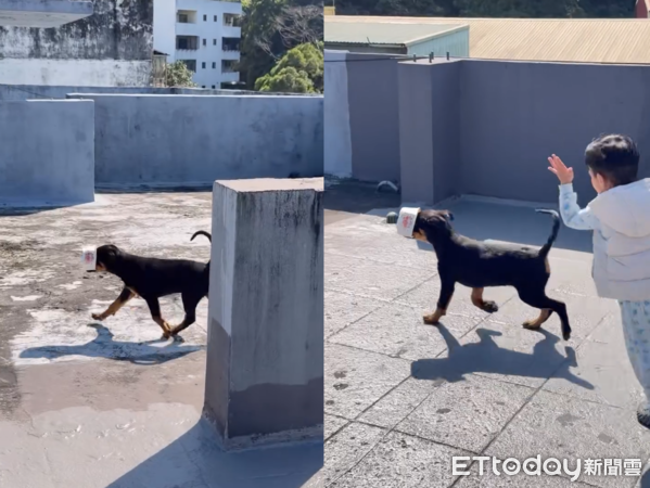 羅威納犬杉納。（圖／Threads@a82956475提供）