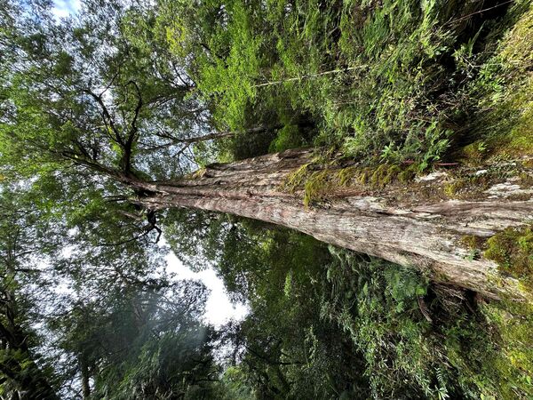 ▲滿月圓處女瀑布,拉拉山巨木,內洞瀑布蘊含充沛的負離子,觀霧遠眺壯闊的聖稜線。（圖／林業保育署新竹分署提供）