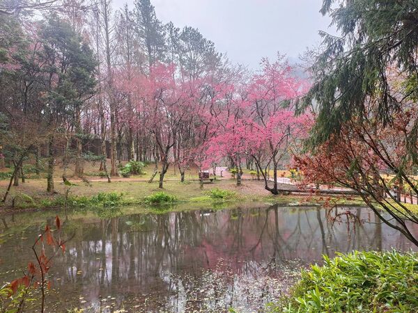 ▲奧萬大生態池。（圖／林業及自然保育署南投分署提供）