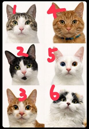 貓咪正面照。（圖／翻攝自X）