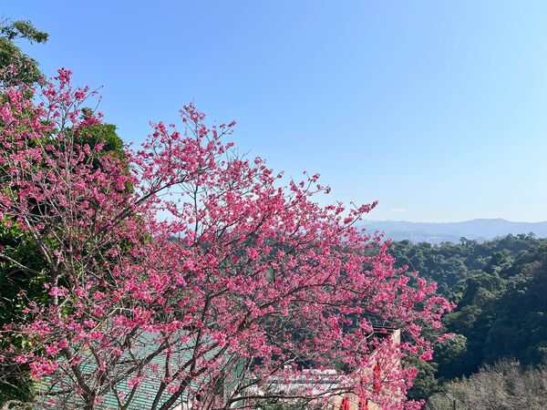 ▲新北推烘爐地、太極嶺步道賞花秘境。（圖／新北市景觀處提供）