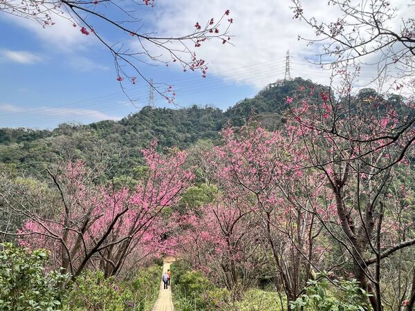 ▲新北推烘爐地、太極嶺步道賞花秘境。（圖／新北市景觀處提供）