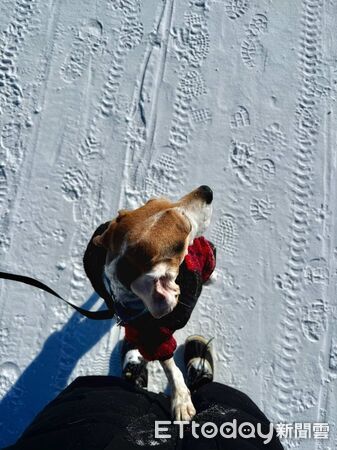 ▲▼實驗犬縮籠發抖。（圖／Nives Ilic提供，請勿隨意翻拍，以免侵權。）