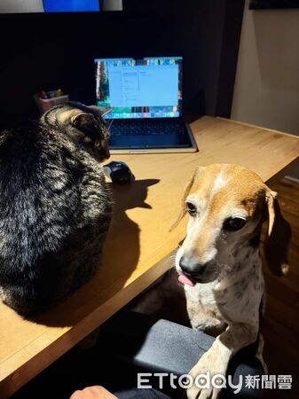 ▲▼實驗犬縮籠發抖。（圖／Nives Ilic提供，請勿隨意翻拍，以免侵權。）