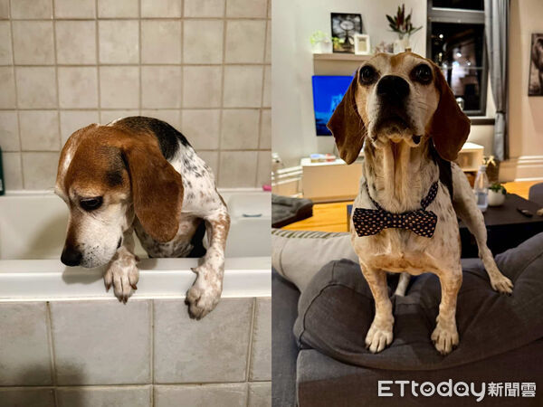 ▲▼實驗犬縮籠發抖。（圖／Nives Ilic提供，請勿隨意翻拍，以免侵權。）