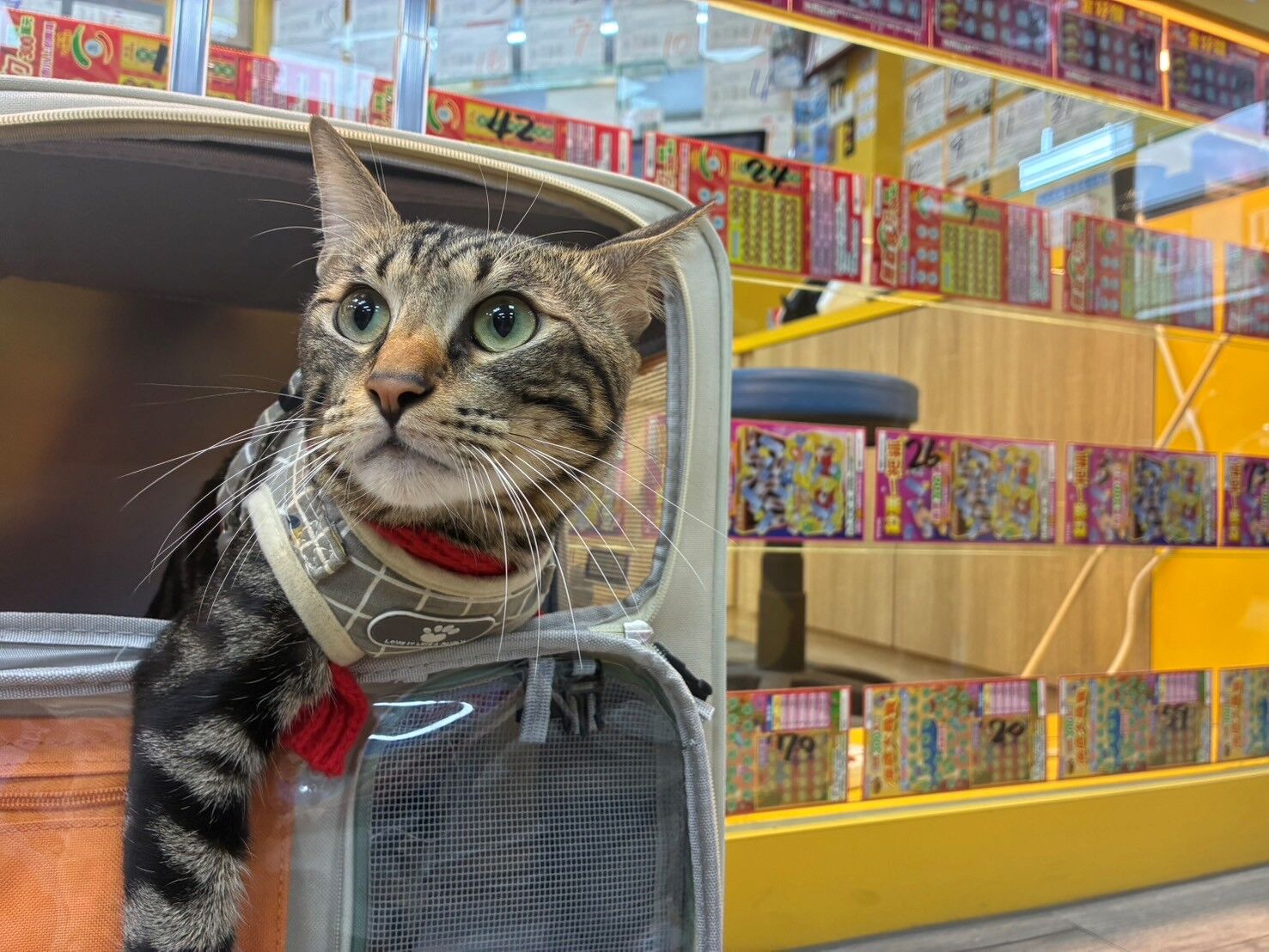 [新聞] 外出遛貓突然失控暴衝跳進彩券行　意外「 - 八卦 - PTT.BEST 批踢踢爆文