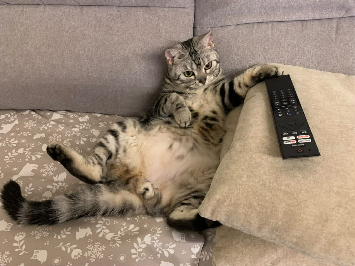 ▲美短貓「90度向後饋咖」超不符合貓體工學　網笑：喵界瑜珈大師。（圖／網友＠mandytcc提供，請勿隨意翻拍，以免侵權。）