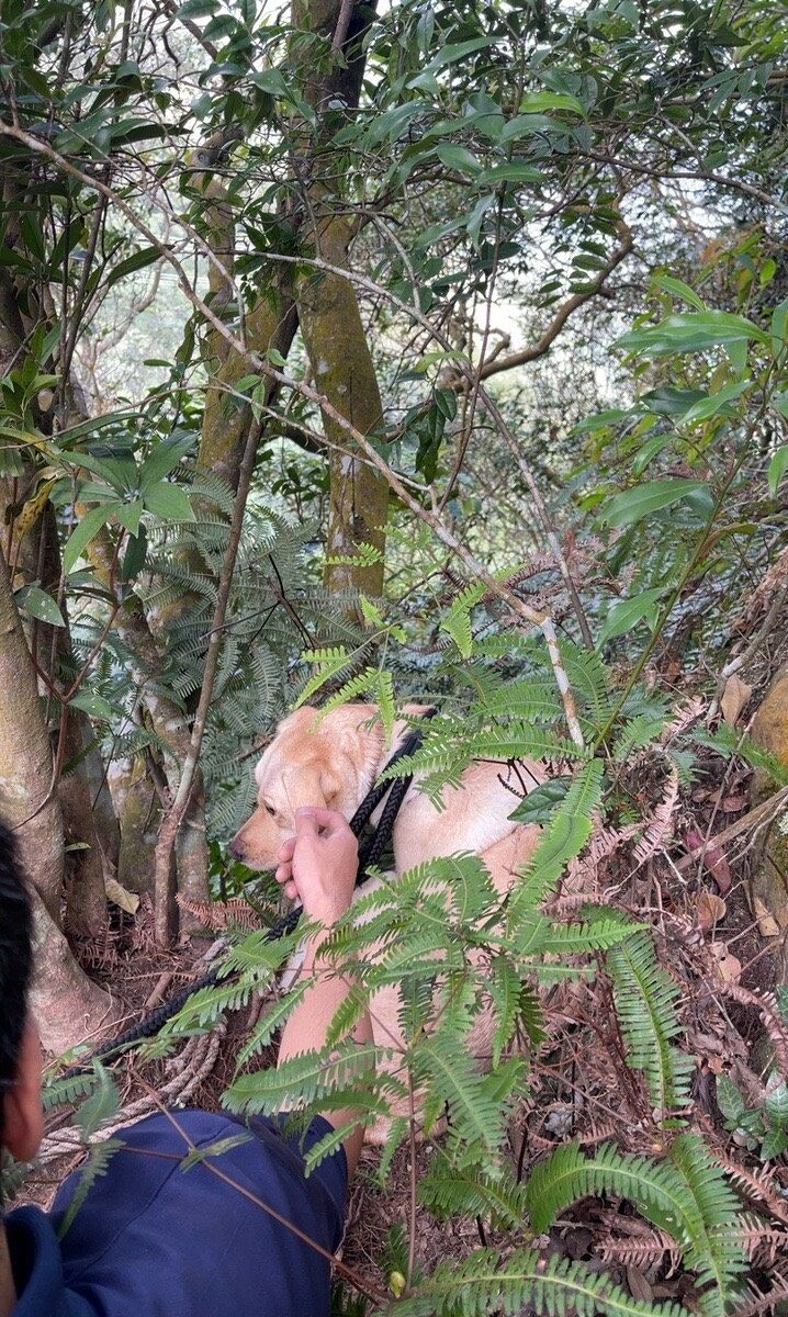 ▲山區「放開牽繩」讓狗狗自由奔跑　太興奮卻不慎跌進深12公尺坑洞。（圖／台北市動物保護防疫處提供）