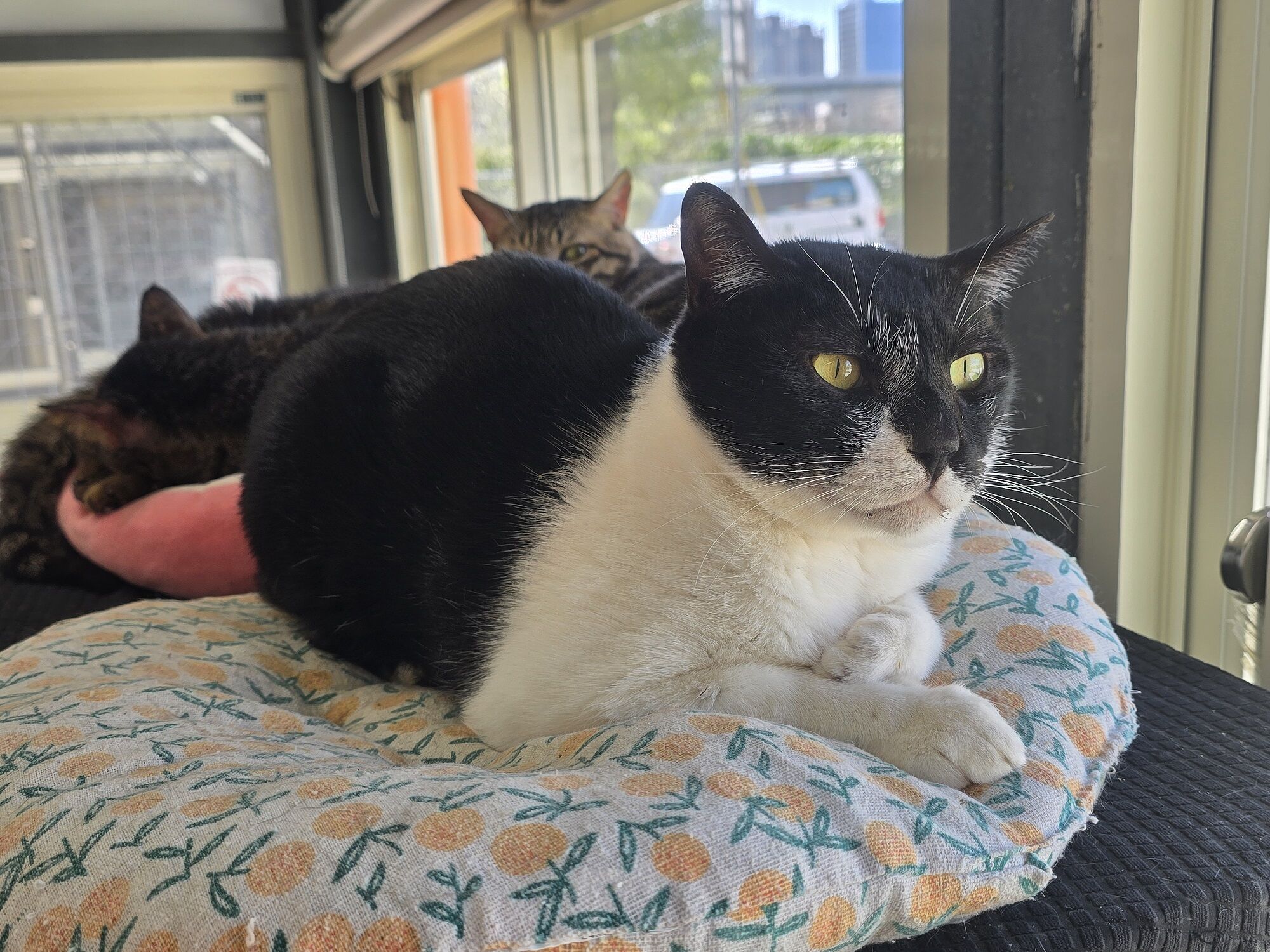 ▲山區「放開牽繩」讓狗狗自由奔跑　太興奮卻不慎跌進深12公尺坑洞。（圖／台北市動物保護防疫處提供）