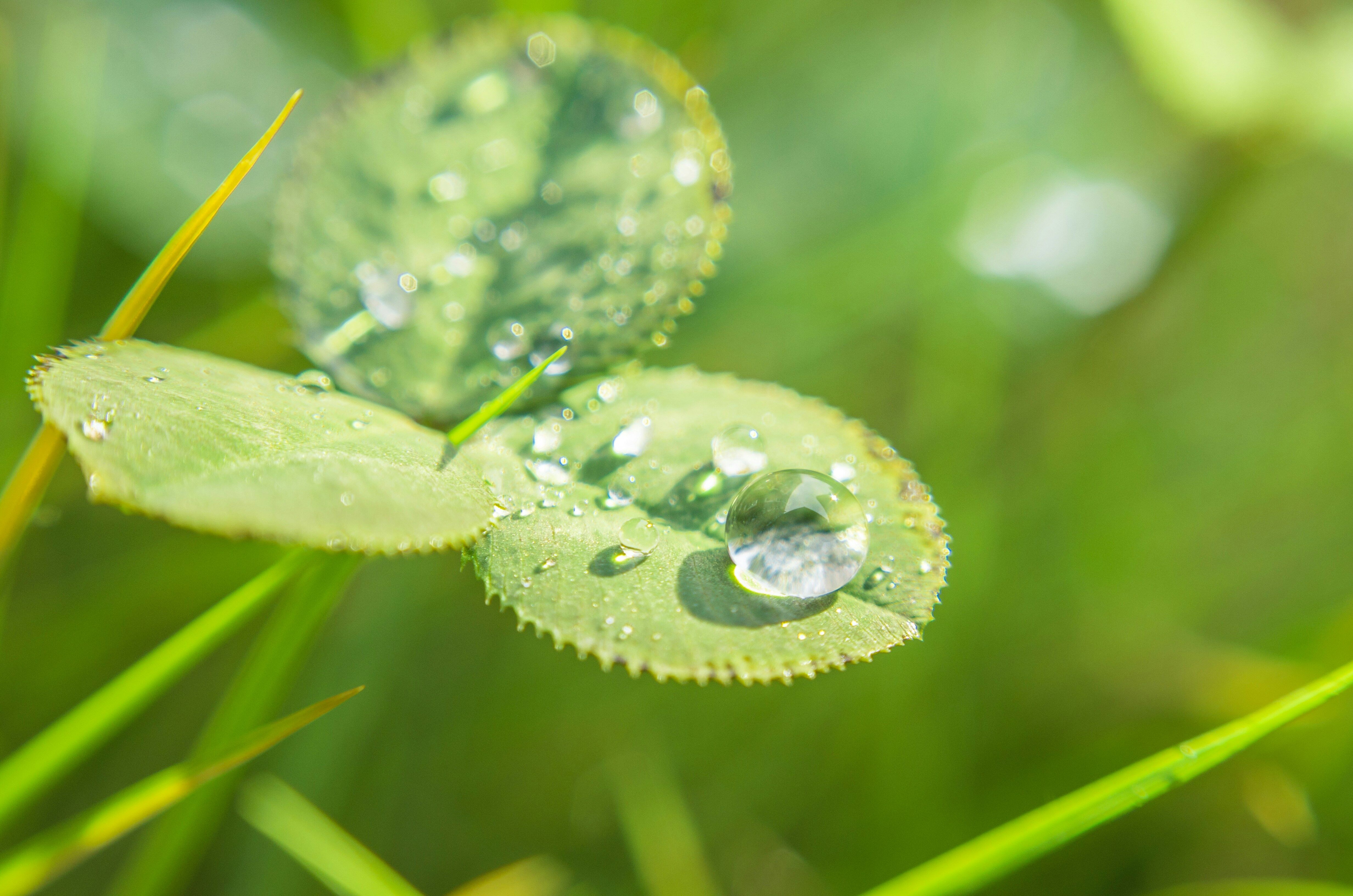 ▲雨水 。（圖／免費圖庫unsplash）