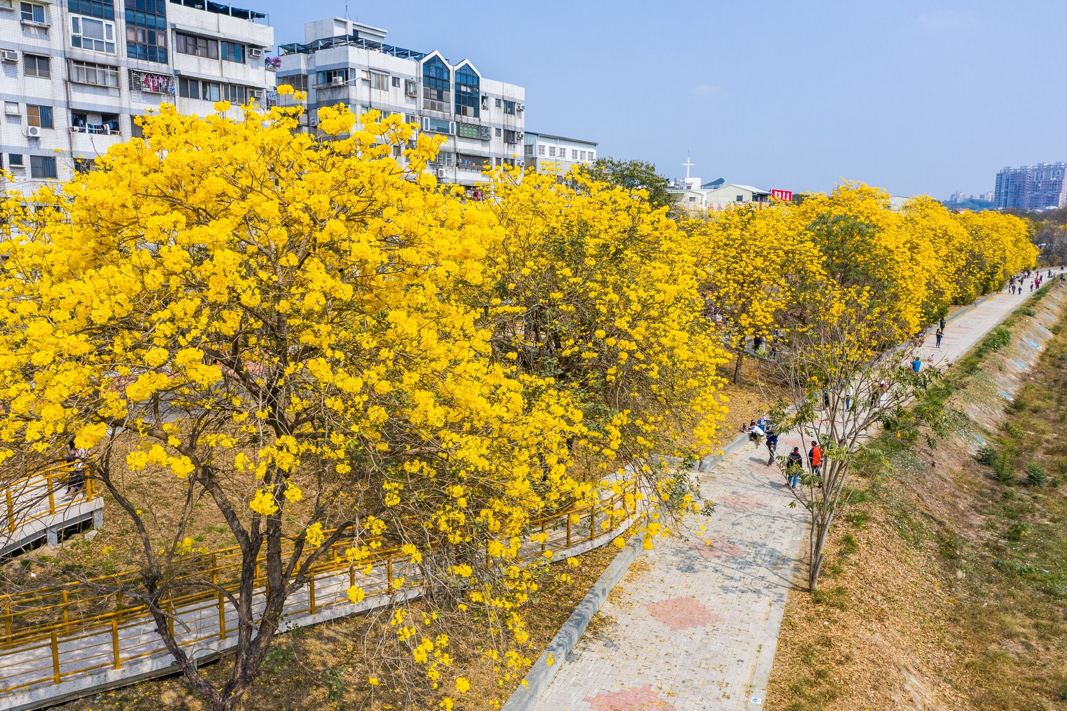 ▲▼嘉義市軍輝橋旁堤防黃花風鈴木。（圖／嘉義市政府提供）