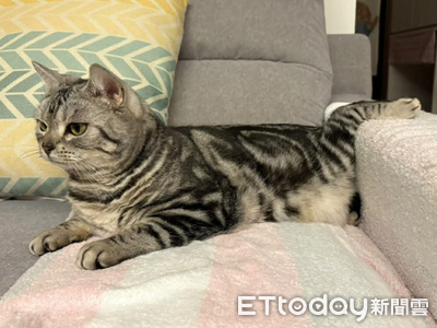 美短貓「90度向後饋咖」超不符合貓體工學　網看傻：怎辦到的
