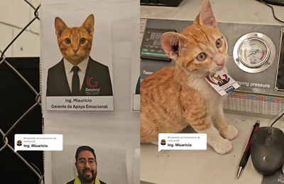 橘貓獲聘「情緒支持經理」成最萌主管　超狂福利曝：給抱就加薪