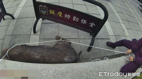▲女警安撫逃脫黑豬，隨後以童軍繩將其制伏。（圖／記者陸運陞翻攝）