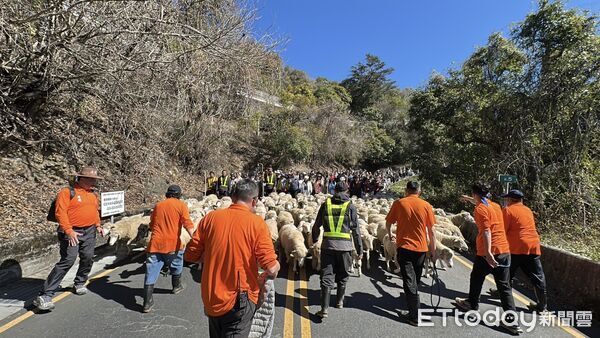 ▲▼      清境農場馬年奔羊拜早年 騎馬賞櫻幸福「羊」溢       。（圖／記者高堂堯翻攝）