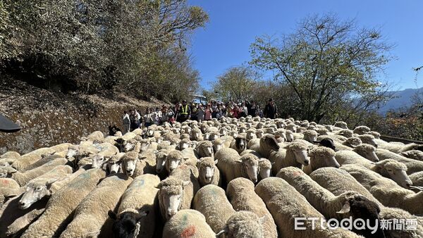 ▲▼      清境農場馬年奔羊拜早年 騎馬賞櫻幸福「羊」溢       。（圖／記者高堂堯翻攝）