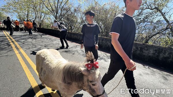 ▲▼      清境農場馬年奔羊拜早年 騎馬賞櫻幸福「羊」溢       。（圖／記者高堂堯翻攝）