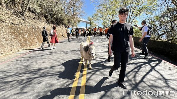 ▲▼      清境農場馬年奔羊拜早年 騎馬賞櫻幸福「羊」溢       。（圖／記者高堂堯翻攝）