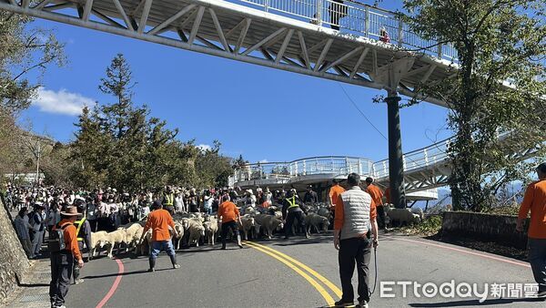 ▲▼      清境農場馬年奔羊拜早年 騎馬賞櫻幸福「羊」溢       。（圖／記者高堂堯翻攝）