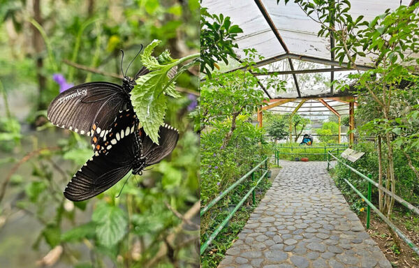 ▲▼南投親子景點。（圖／ReadyGo提供）