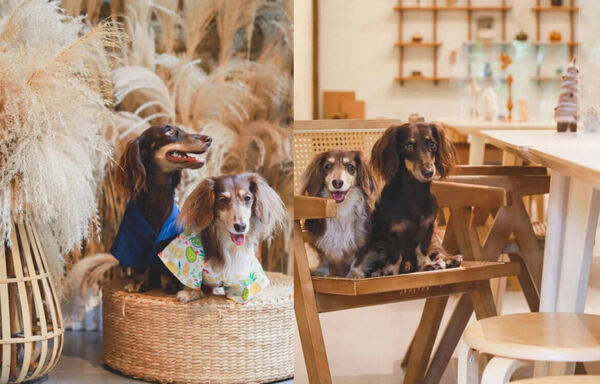 ▲▼南投親子景點。（圖／ReadyGo提供）