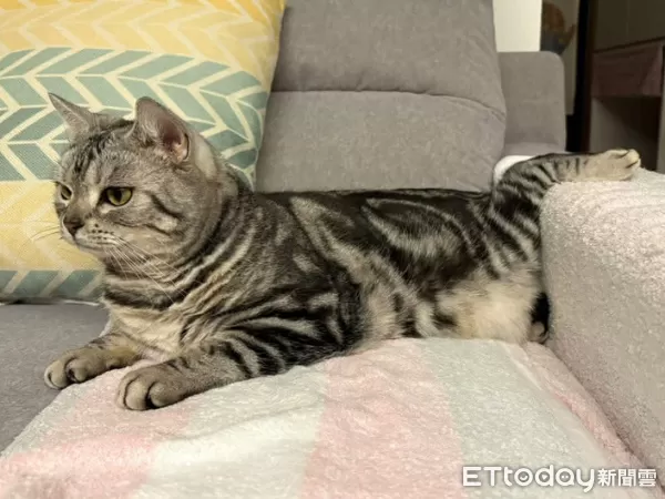 ▲美短貓「90度向後饋咖」超不符合貓體工學　網笑：喵界瑜珈大師。（圖／網友＠mandytcc提供，請勿隨意翻拍，以免侵權。）