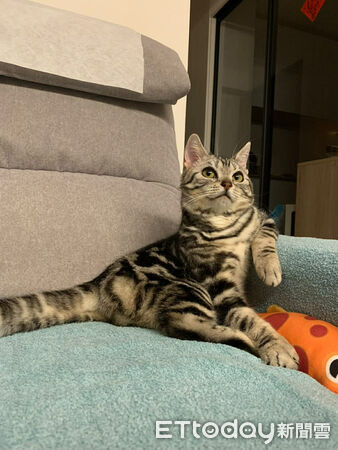 ▲美短貓「90度向後饋咖」超不符合貓體工學　網笑：喵界瑜珈大師。（圖／網友＠mandytcc提供，請勿隨意翻拍，以免侵權。）