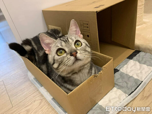 ▲美短貓「90度向後饋咖」超不符合貓體工學　網笑：喵界瑜珈大師。（圖／網友＠mandytcc提供，請勿隨意翻拍，以免侵權。）