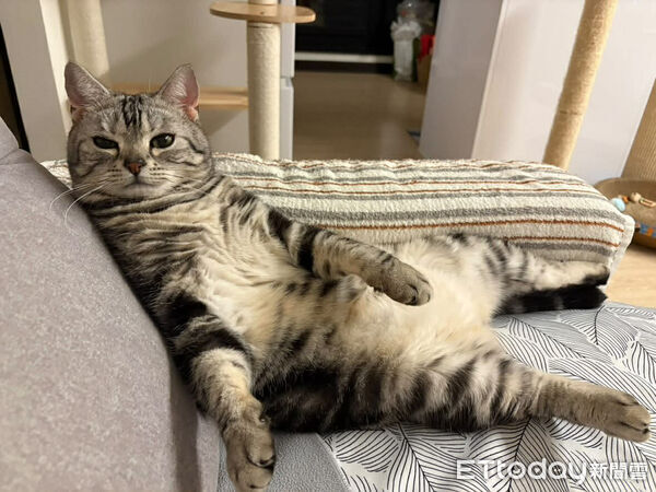 ▲美短貓「90度向後饋咖」超不符合貓體工學　網笑：喵界瑜珈大師。（圖／網友＠mandytcc提供，請勿隨意翻拍，以免侵權。）