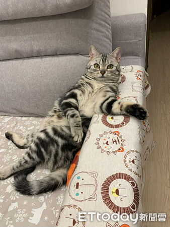 ▲美短貓「90度向後饋咖」超不符合貓體工學　網笑：喵界瑜珈大師。（圖／網友＠mandytcc提供，請勿隨意翻拍，以免侵權。）