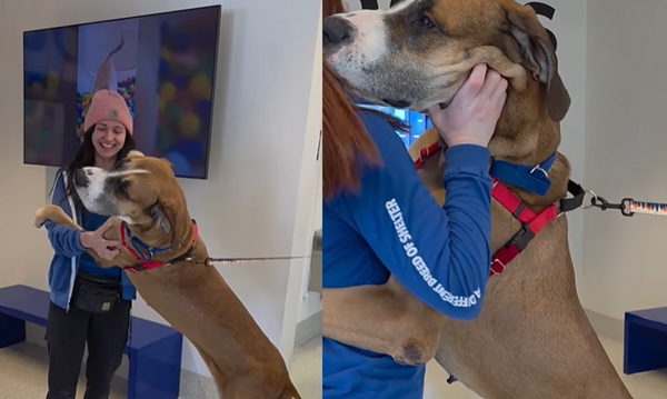 64kg溫柔大丹犬獲收養　給收容所志工「重量級抱抱」：謝謝你們。（圖／翻攝自Instagram／mi_animalrescueleague）