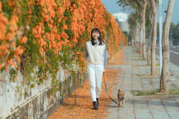 ▲▼嘉義市炮仗花。（圖／嘉義市政府提供）