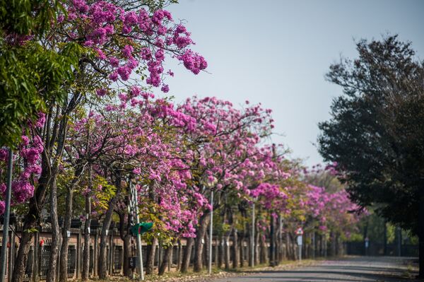 ▲▼洋紅風鈴木。（圖／嘉義市政府提供）