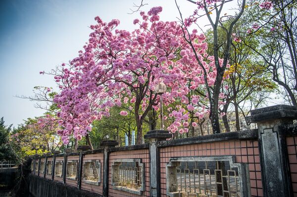 ▲▼洋紅風鈴木。（圖／嘉義市政府提供）