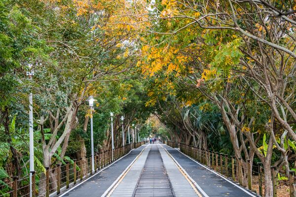 ▲▼嘉油鐵馬道紅瓦厝站一帶的無患子葉片。（圖／嘉義市政府提供）