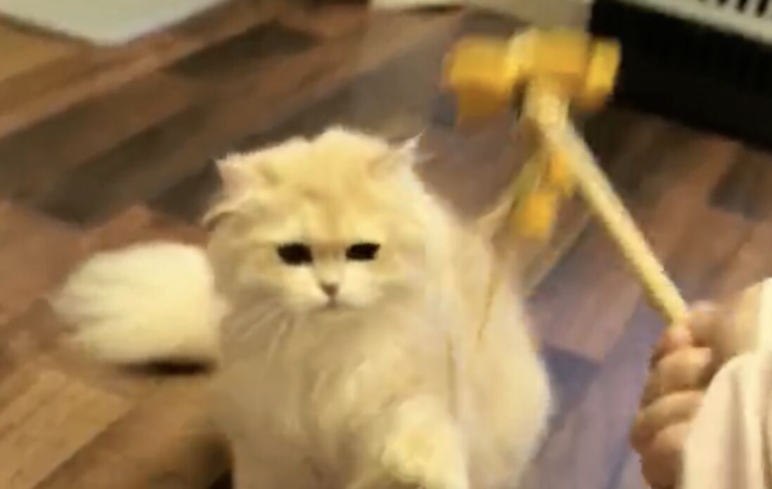 ▲大陸女孩小謝在春節期間兼差「寵物照護」。（圖／翻攝都市快報）