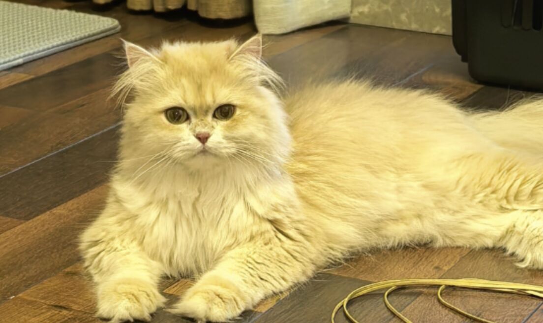 ▲大陸女孩小謝在春節期間兼差「寵物照護」。（圖／翻攝都市快報）