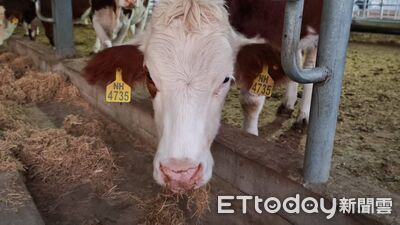 進擊的內蒙和牛！　高CP值「搶佔」高端進口冰鮮和牛空白區