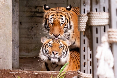 馬來虎情人節翹班「約會中」　動物園曝「期間限定放閃照」
