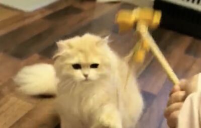 春節需求大！一天跑22戶　陸女孩斜槓寵物寄養9天接100多單