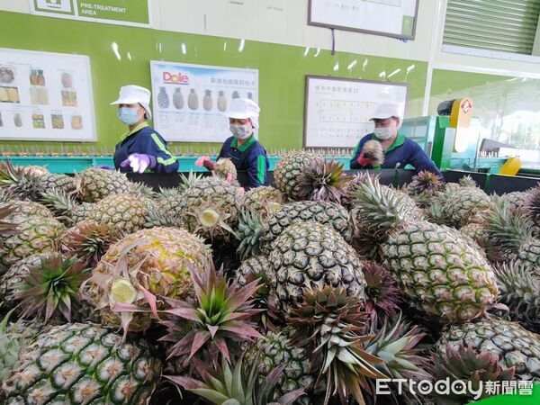 ▲屏東生產鳳梨。（圖／屏東縣政府提供)