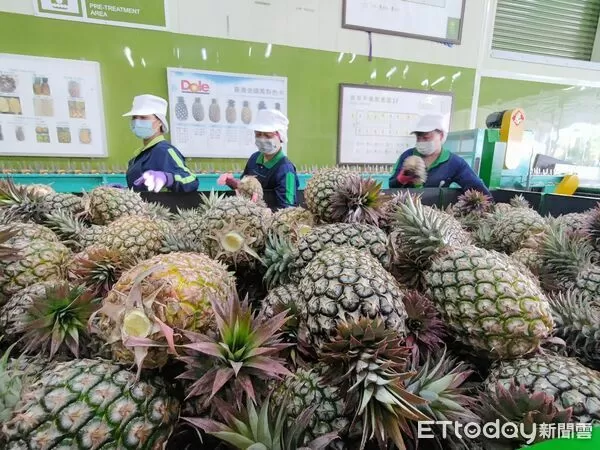 ▲屏東生產鳳梨。（圖／屏東縣政府提供)