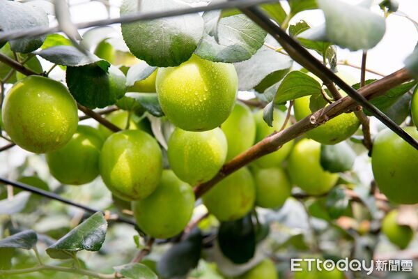 ▲屏東生產鳳梨。（圖／屏東縣政府提供)