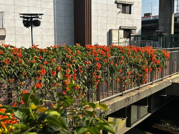 ▲新北春節賞花新亮點 鴨母港炮仗花迎暖陽盛放。（圖／新北市水利局提供）